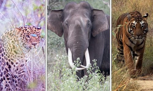Indian Leopard, Indian Elephant & Tiger