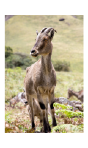 Nilgiri tahr