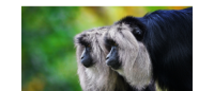 Lion tailed macaques