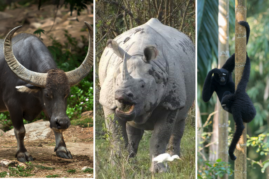 Indian Rhino, Gibbon, Water Buffallo
