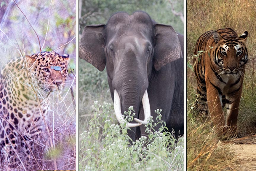 Indian Leopard, Indian Elephant & Tiger