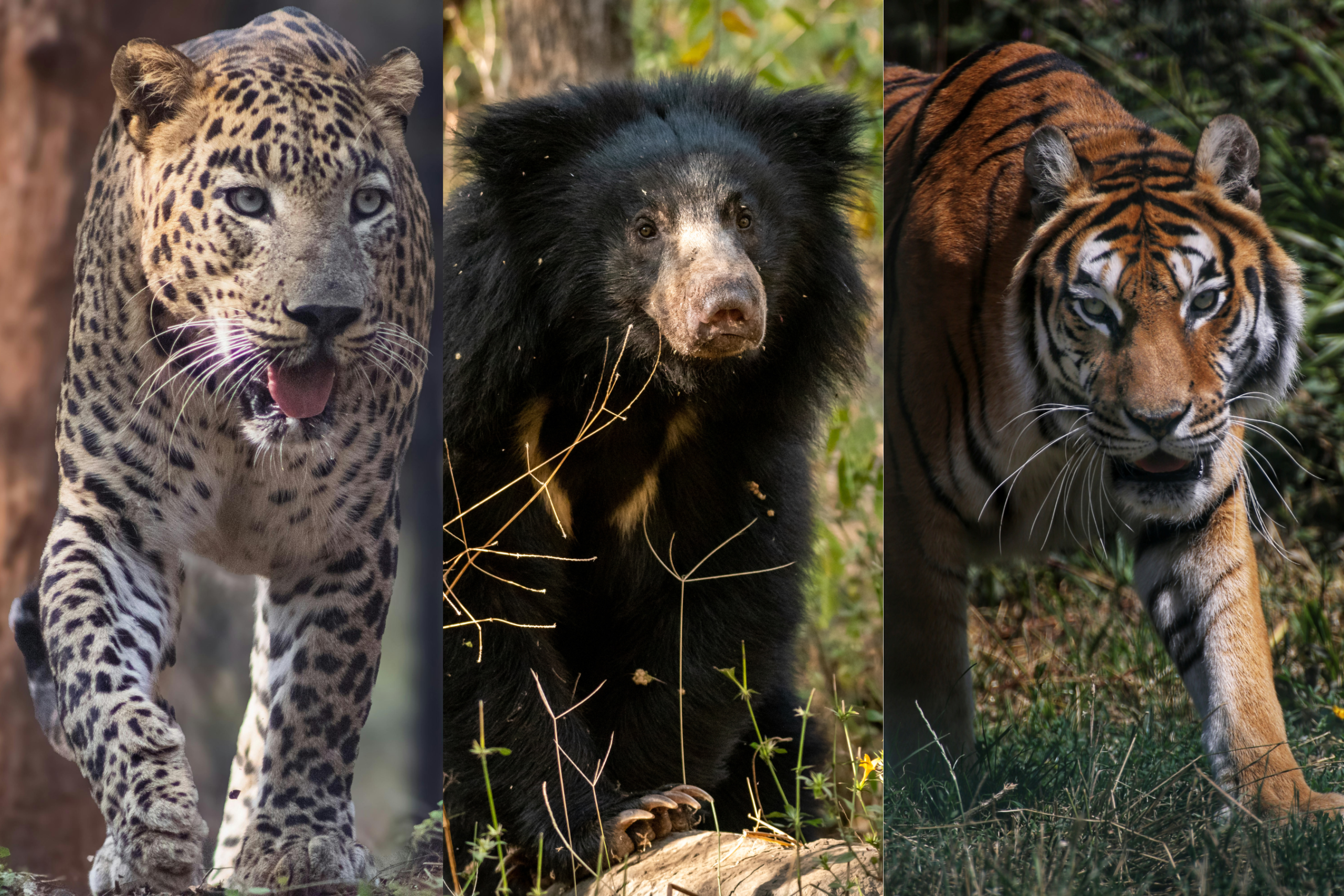 Sloth Bear Indian Leopard Tiger